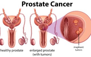 What does the Prostate do for a Man?